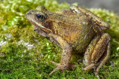 İlkbaharın başlarında yaygın kurbağa (Rana temporaria) portresi. Vosges, Alsace, Fransa.