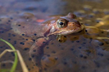 Yaygın kurbağa (Rana temporaria), ilkbaharın başlarında yuvalanır. Vosges, Alsace, Fransa.