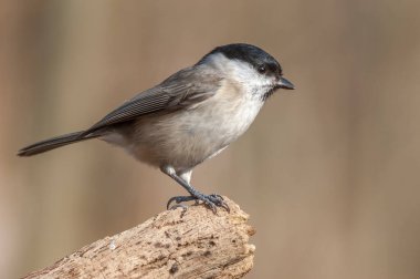 Marsh Tit (Poecile palustris) resting in the forest in winter. Alsace, France.