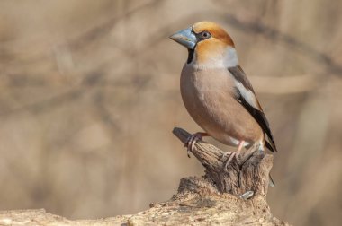 Hawfinch (Coccothraustes coccothraustes) kışın ormanda bir dalda dinlenir. Alsace, Fransa.