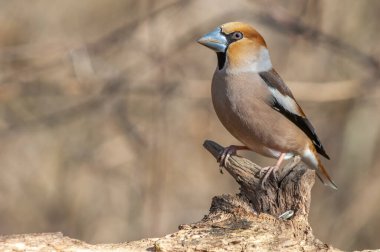 Hawfinch (Coccothraustes coccothraustes) kışın ormanda bir dalda dinlenir. Alsace, Fransa.