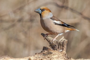Hawfinch (Coccothraustes coccothraustes) kışın ormanda bir dalda dinlenir. Alsace, Fransa.