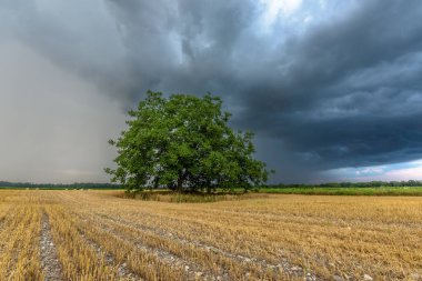 Fırtınalı gökyüzü yazın ekili düzlüklerde. Alsace, Fransa.