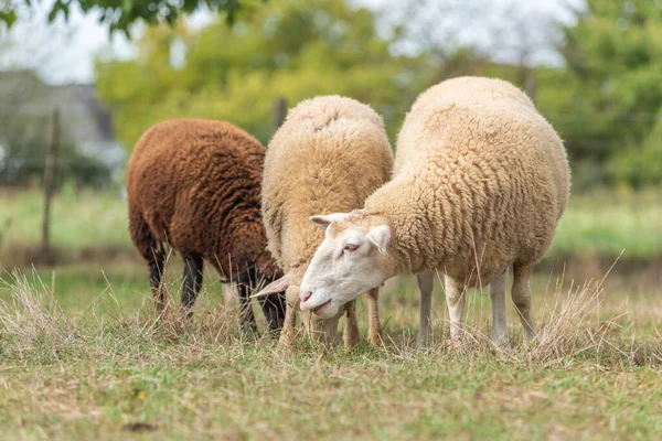Schafe Einem Gehege Frühherbst Elsass Frankreich — Stockfoto