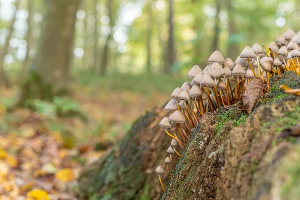 Grupo Cogumelos Floresta Outono Alsácia França Imagens Royalty-Free