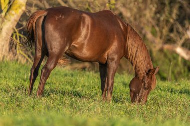 Sonbaharda çayırda bir at portresi. Alsace, Fransa.