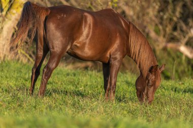 Sonbaharda çayırda bir at portresi. Alsace, Fransa.