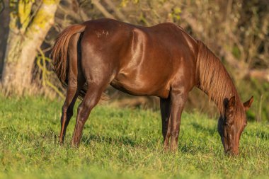 Sonbaharda çayırda bir at portresi. Alsace, Fransa.