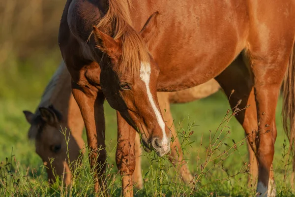 Sonbaharda çayırda bir at portresi. Alsace, Fransa.