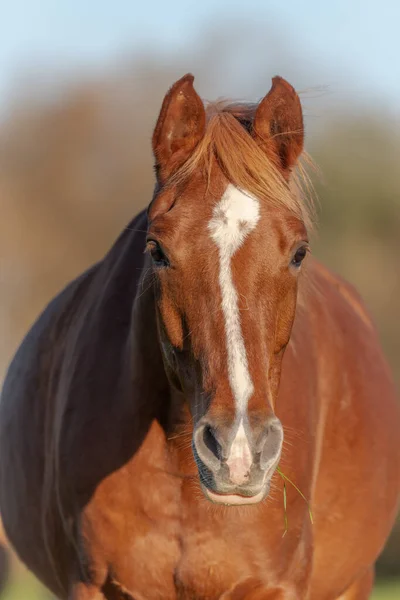 秋に牧草地で馬の肖像画 アルザスフランス — ストック写真