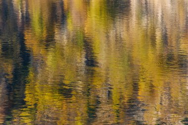 Güzel bir sonbahar gününde dağ gölündeki ağaçların yansımaları. Lac blanc, Vosges, Alsace, Fransa.