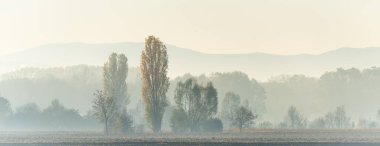 Sonbaharda ağaçlar ve ormanlarla kaplı düz bir arazi. Pankart. Alsace Fransa.