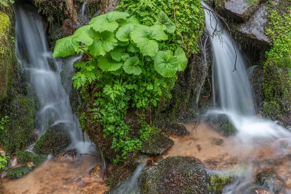 Liten Vattenfall Sötvatten Mitten Frodig Vegetation Bergen Vosges Alsace Frankrike — Stockfoto