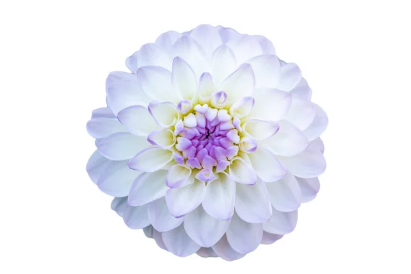Dahlia Kwiat Dekoracji Wycinanki Białe Tło Selestat Alzacja Francja Zdjęcie Stockowe