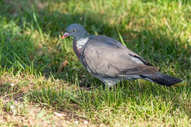 Üreme mevsiminde yaygın odun güvercini (Columba palumbus). Alsace, Fransa.