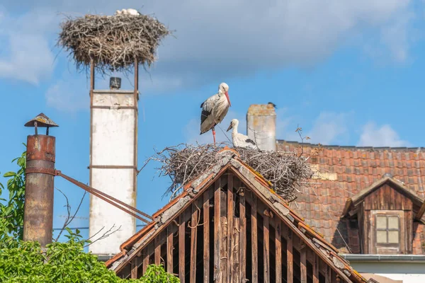 春天的早晨 一只白鹤在村子里的鸟巢里孵出了雏鸟 法国阿尔萨斯 — 图库照片
