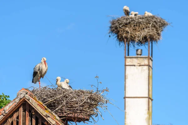 春天的早晨 一只白鹤在村子里的鸟巢里孵出了雏鸟 法国阿尔萨斯 — 图库照片