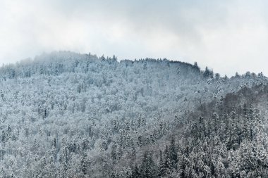 Dağdaki ilk karla süslenmiş kozalaklı orman. Vosges Alsace, Fransa.