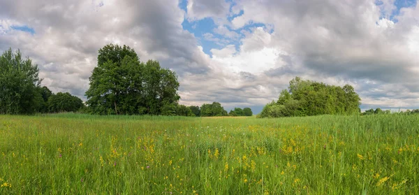 Natural Green Meadow Ecosystem Spring Evening Alsace France — Stock Photo, Image