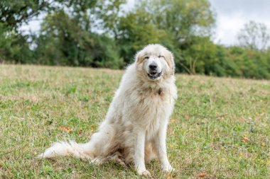 Pyrenean dağ köpeği, çiftlik hayvanlarını korumak için çoban köpeği. Doubs Fransa.