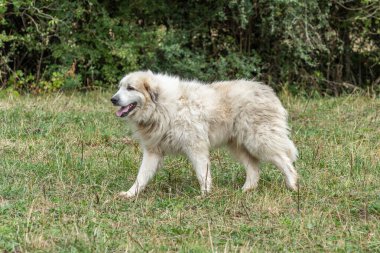 Pyrenean dağ köpeği, çiftlik hayvanlarını korumak için çoban köpeği. Doubs Fransa.