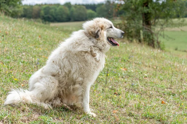 stock image Pyrenean mountain dog, sheepdog used for the protection of livestock herds. Doubs France.