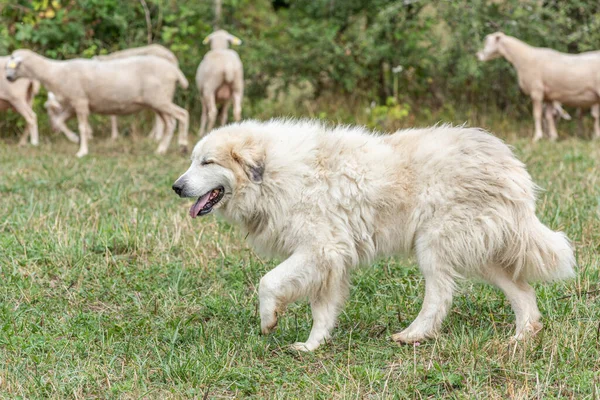 Pirenejski Pies Górski Pies Pasterski Używany Ochrony Stad Zwierząt Gospodarskich — Zdjęcie stockowe