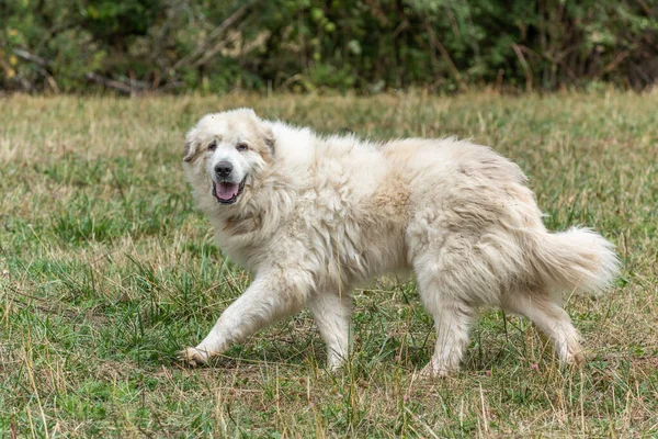 Pyrenean dağ köpeği, çiftlik hayvanlarını korumak için çoban köpeği. Doubs Fransa.