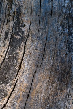 Ormandaki ölü bir ağaç gövdesinin ayrıntıları. Vosges, Alsace, Fransa.