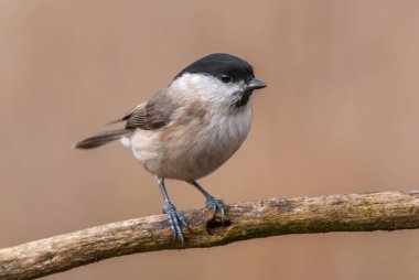 Marsh Tit (Poecile palustris) perched on a branch in winter. Alsace, France.