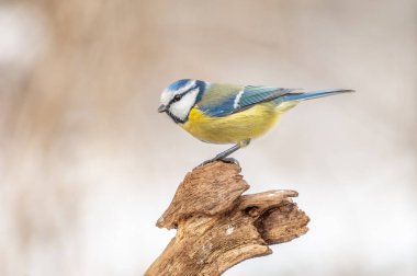 Mesange bleueBlue Tit (Cyanistes caeruleus) perched on a branch. Alsace, France.