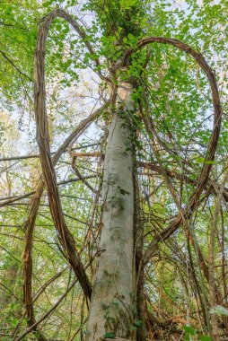 Ren ormanında Clematis lianaları (Clematis vitalba). Alsace, Fransa.
