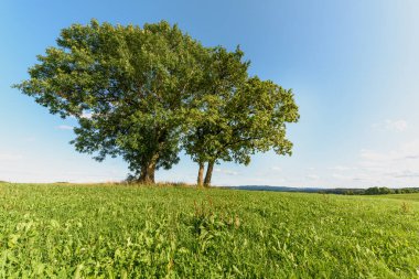 Group of trees in meadow in clear, sunny weather. Jura, France.
