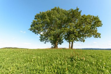 Group of trees in meadow in clear, sunny weather. Jura, France.