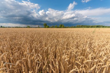 Stormy skies over wheat field in summer. Alsace, France.