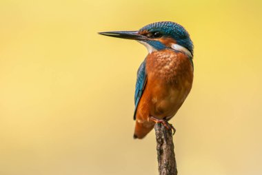 Kingfisher (Alcedo athis) perched on a branch above a pond in spring. Alsace, France.