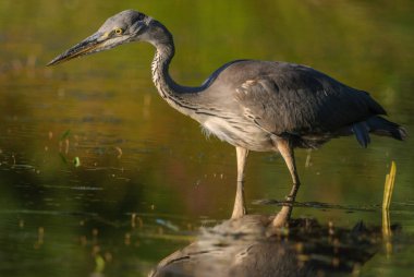 Gray heron (Ardea cinerea) fishing in pond. Alsace, France.