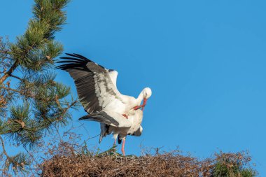White stork (Ciconia ciconia) couple mating on the nest in spring. Love parade of birds in spring.