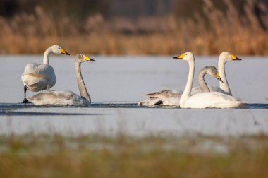Whooper Swans (Cygnus cygnus) wintering in a frozen meadow during a very cold winter. Alsace, France.