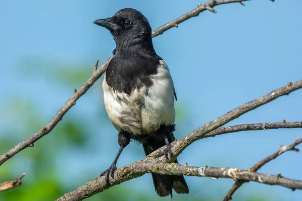 Eurasian Magpie (Pica pica) perched on a branch in spring. Alsace, France.