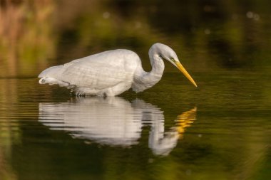 Great egret (Ardea alba) fishing in a river. Alsace, France.