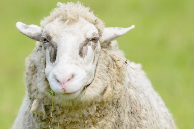 Portrait of a sheep with brown spots around the eyes. Alsace, France.