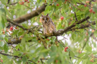 Long-eared (Asio otus) perched on a branch in a cherry tree in an orchard. Alsace, France.