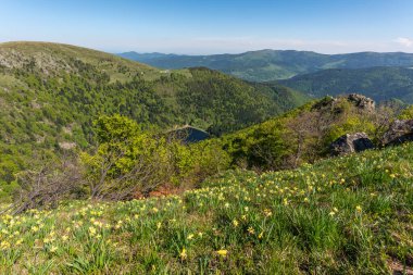 Baharda Munster Vadisi 'nin üstündeki Vosges tepelerindeki nergisler. Alsace.