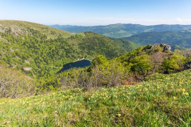 Baharda Munster Vadisi 'nin üstündeki Vosges tepelerindeki nergisler. Alsace.