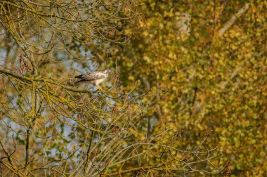 Ağaca tüy konmuş yaygın bir şahin (Buteo buteo). Alsace, Fransa.