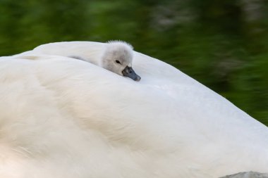 Dilsiz kuğu yavrusu (Cygnus olor) ebeveyninin sırtında ısınıyor. Alsace, Fransa.