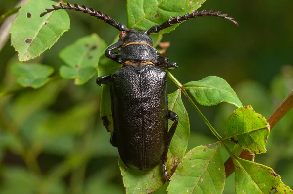 Tanner Beetle Prionus Coriarius Colocado Nas Folhas Arbusto Floresta Alsácia — Fotografia de Stock