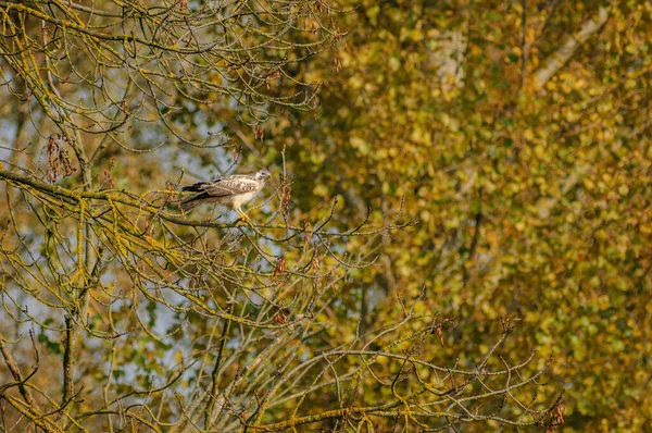 常见的Buzzard Buteo Buteo 羽毛苍白 栖息在一棵树上 法国阿尔萨斯 — 图库照片