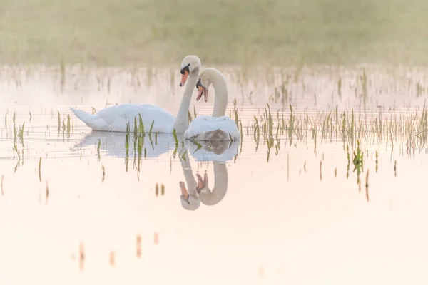 Dos Cisnes Mudos Cygnus Olor Que Reflejan Agua Por Mañana — Foto de Stock